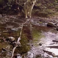 Cane lupo per monta