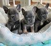 bulldog-francese-french-bouledogue-blu-cuccioli