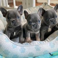 BULLDOG FRANCESE - FRENCH BOULEDOGUE BLU cuccioli
