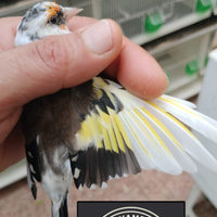 Cardellina acianica 2023