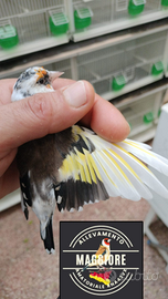 Cardellina acianica 2023