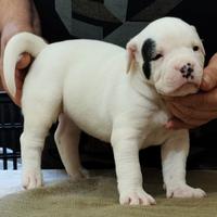 Cuccioli buldog americano