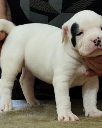 Cuccioli buldog americano