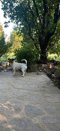 Jack russell terrier maschio 1anno e mezzo