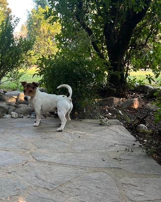 Jack russell terrier maschio 1anno e mezzo