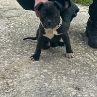 Cucciola di Pit Bull