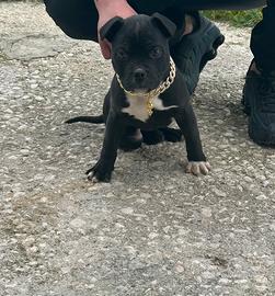 Cucciola di Pit Bull