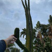 ALLUAUDIA PROCERA (RAMIFICATA)