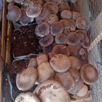 ballette funghi cardoncelli 