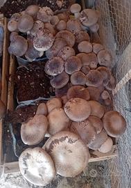 ballette funghi cardoncelli 