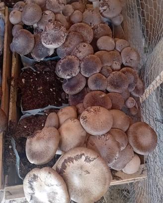 ballette funghi cardoncelli 