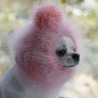 Cappello per Toy chihuahua