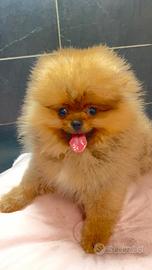 Pomerania Spitz nano