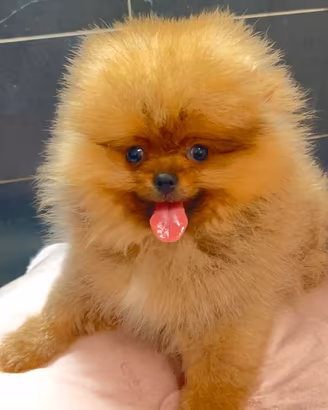 Pomerania Spitz nano