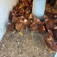 Galline ovaiole giovani