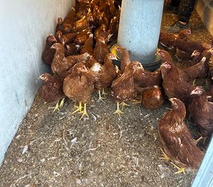 Galline ovaiole giovani