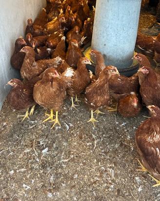 Galline ovaiole giovani
