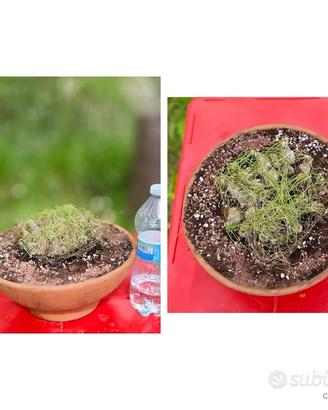 Caudex catus pianta fiore lotto