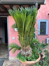 Cycas revoluta grande – fusto 65 cm – altezza 160