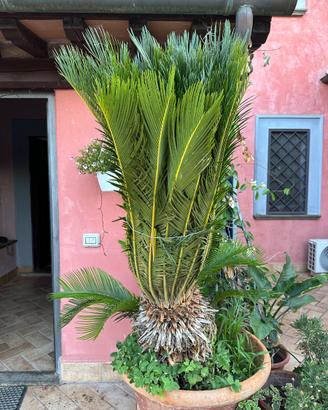 Cycas revoluta grande – fusto 65 cm – altezza 160