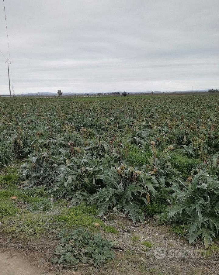 Terreni agricoli - Vista 4