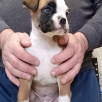 Splendidi cuccioli di boxer