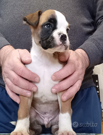 Splendidi cuccioli di boxer
