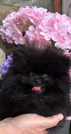 Spitz tedesco nano (Pomerania)