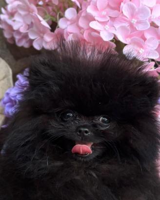 Spitz tedesco nano (Pomerania)