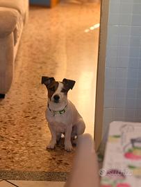 Jack russell