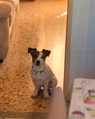 Jack russell