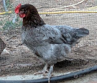 Gallina olive egger