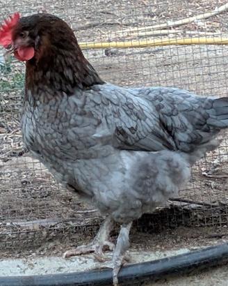 Gallina olive egger