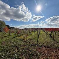 Terreno Agricolo Manduria [1239VCG]