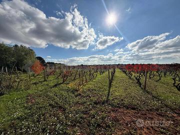 Terreno Agricolo Manduria [1239VCG]