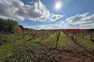 Terreno Agricolo Manduria [1239VCG]