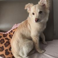 Kira volpina di campagna