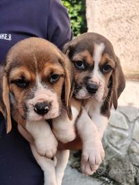 Beagle