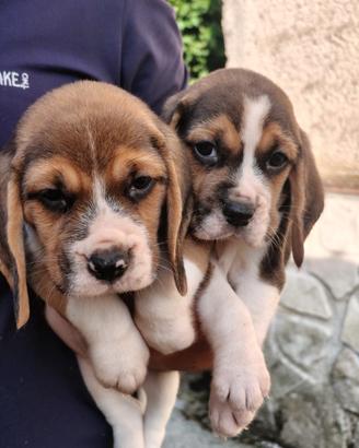 Beagle