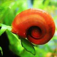 LUMACA Red Planorbarius, acquario, mangia alghe