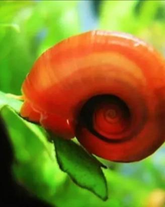 LUMACA Red Planorbarius, acquario, mangia alghe