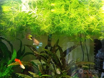 Piante acquario 10 euro