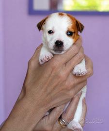 Cucciola Jack Russell disponibile, alta genealogia