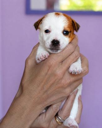 Cucciola Jack Russell disponibile, alta genealogia