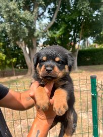 Cuccioli rottweiler