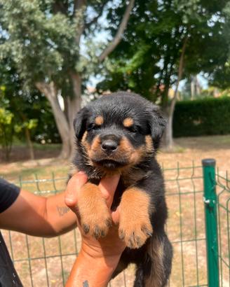 Cuccioli rottweiler