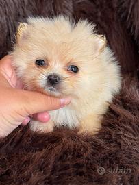 Volpino di Pomerania