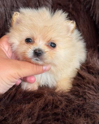 Volpino di Pomerania