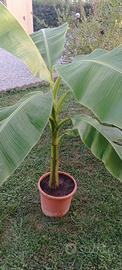 BANANO