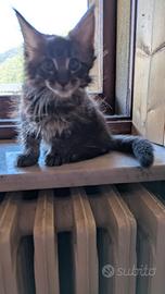 Cuccioli di Maine coon di diversa età